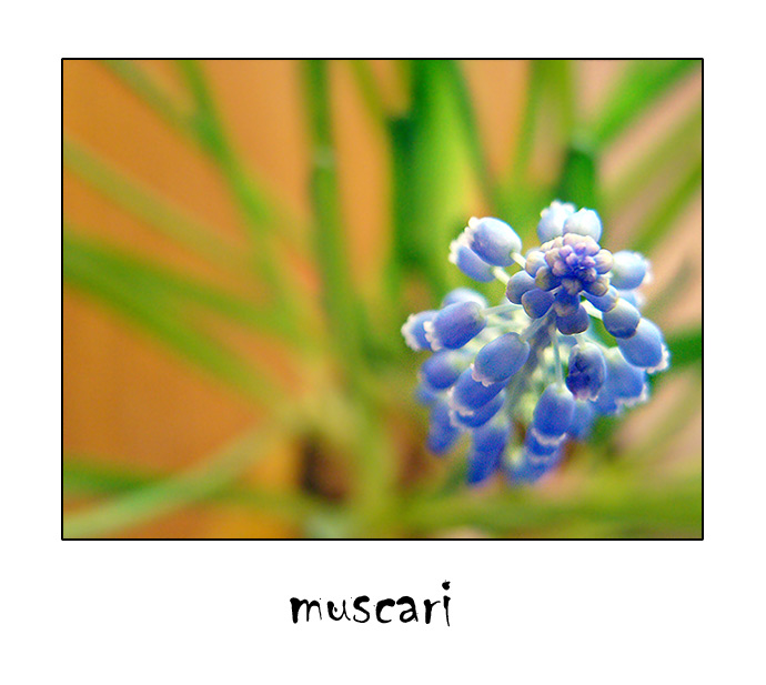 muscari IV.