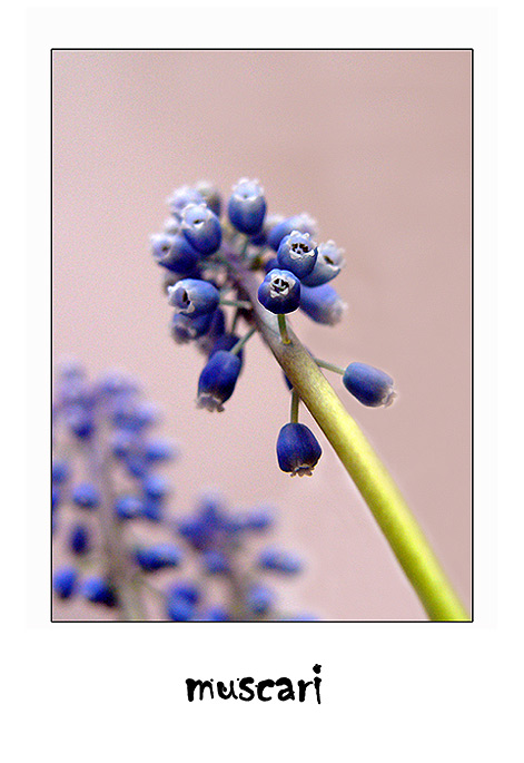 muscari V.