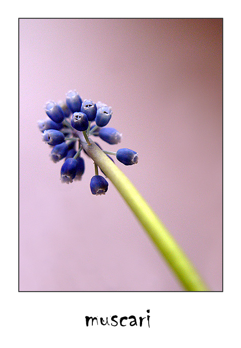 muscari VI.