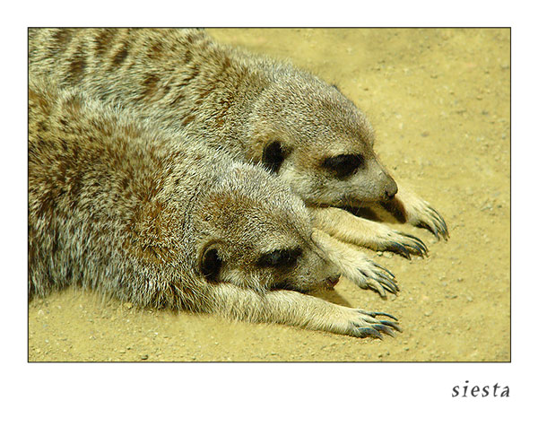 siesta