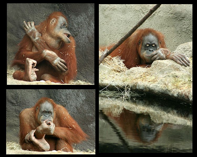 střípky z orangutáního života