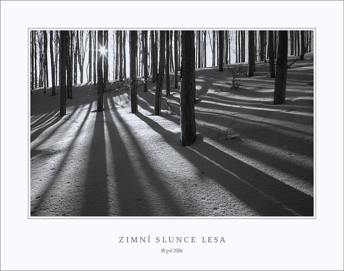 ZIMNÍ SLUNCE LESA