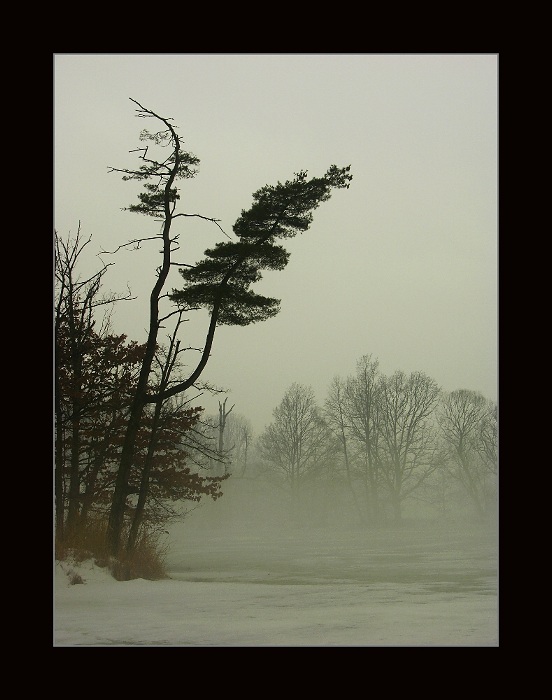 A zase ta borovice
