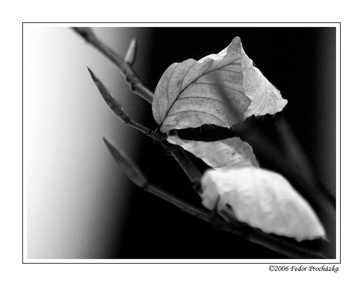 Fragment jari