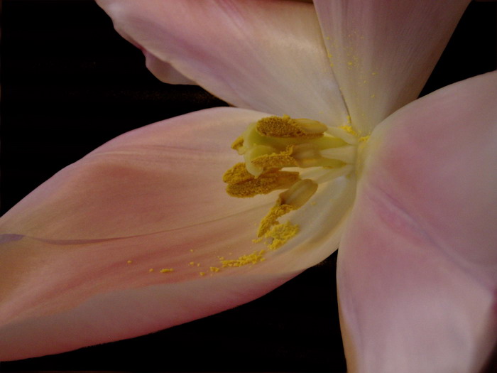Tulipan