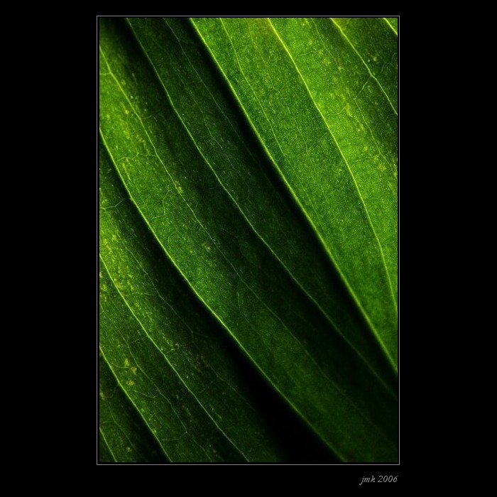 .. abstrakce v zeleném ..