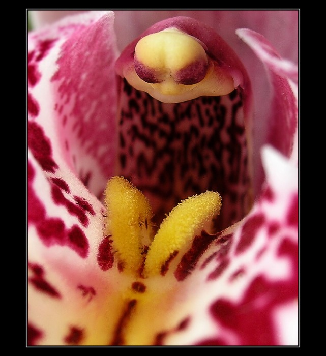 Orchidej