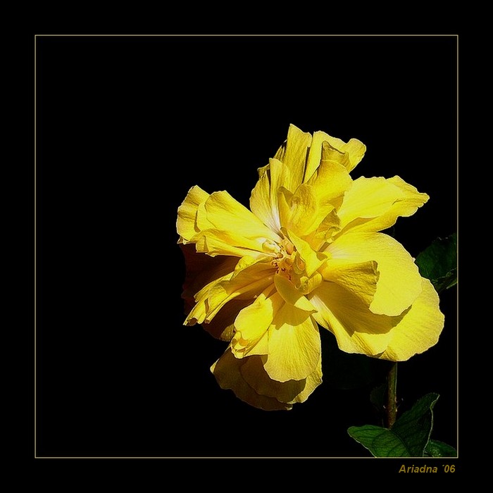 yellow