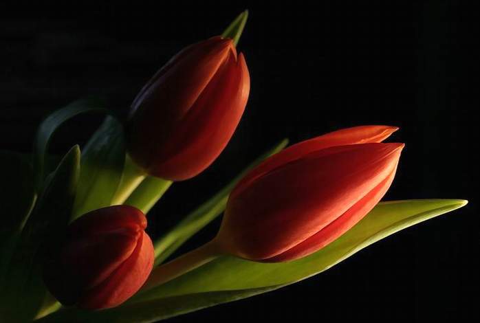 Tulips