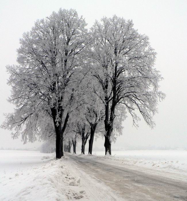 stromovka