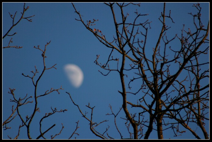 branch