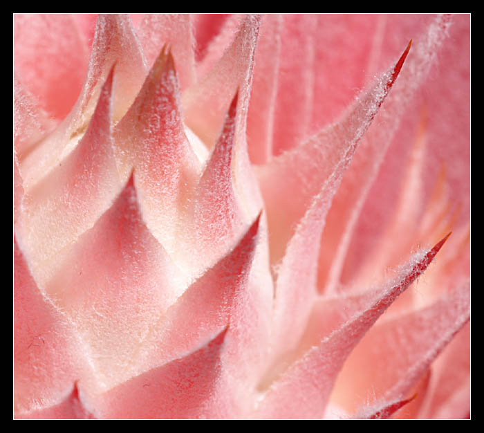 aechmea fasciata