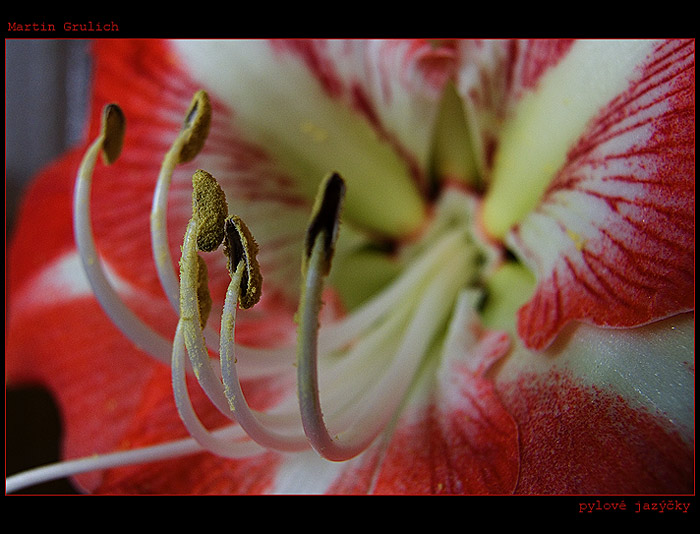 pylové jazýčky podruhé