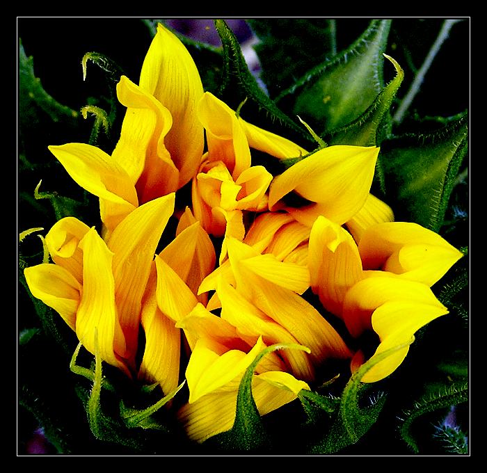 Zo života slenečníc I