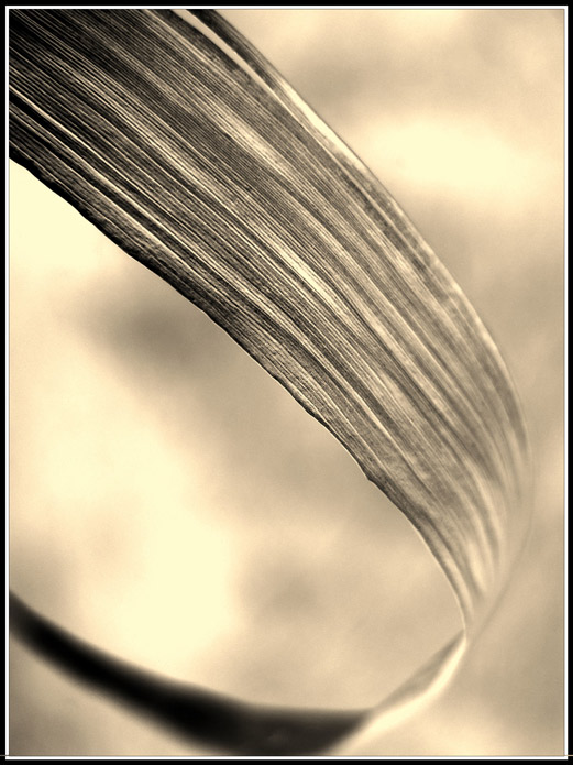 Linie