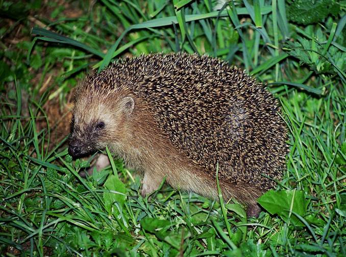 Nečekaný noční úlovek