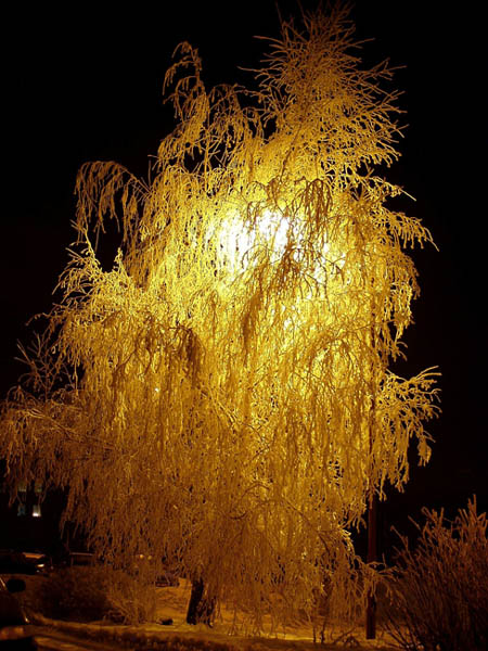 Stromečku jen nezmrzni