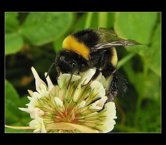 Čmelda z naší zahrádky