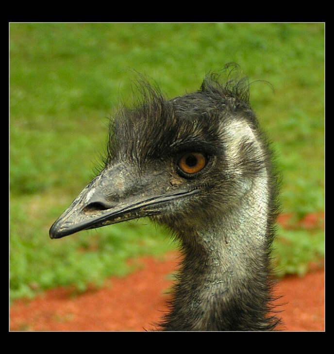 účes Alla tornádo