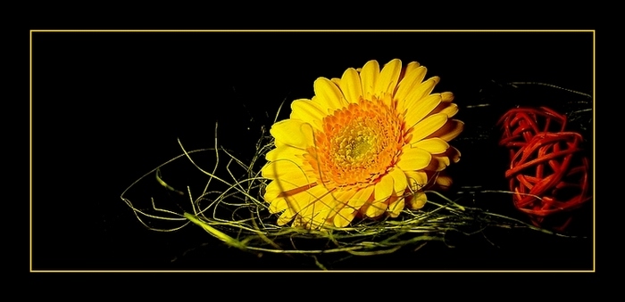 gerbera