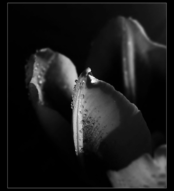 ~intimita tulipánu~