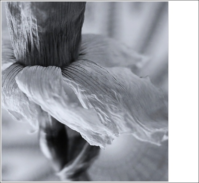 ~le narcisse~