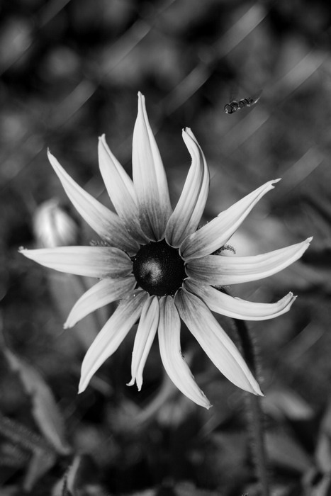 Vrtule u plotu & chutný letní hmyz.