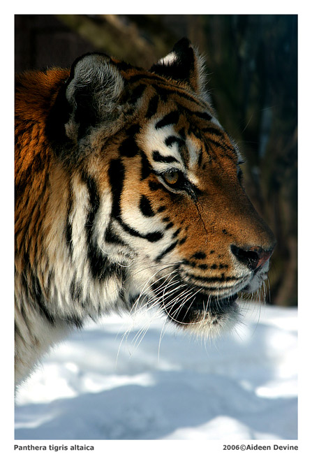 Panthera tigris altaica