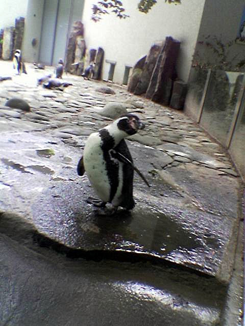 Kuk