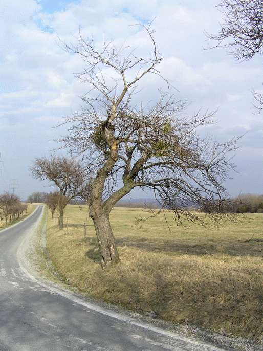 Stáří