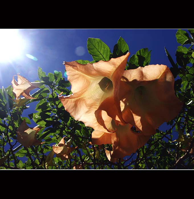 Botany / Sydney
