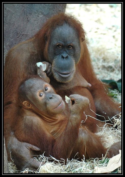 Orangutan sumaterský