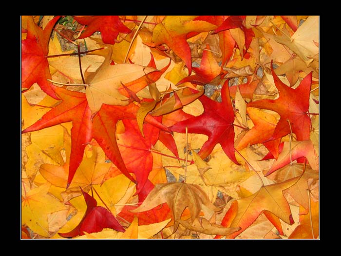 Si sta come d\'autunno sugli alberi le foglie
