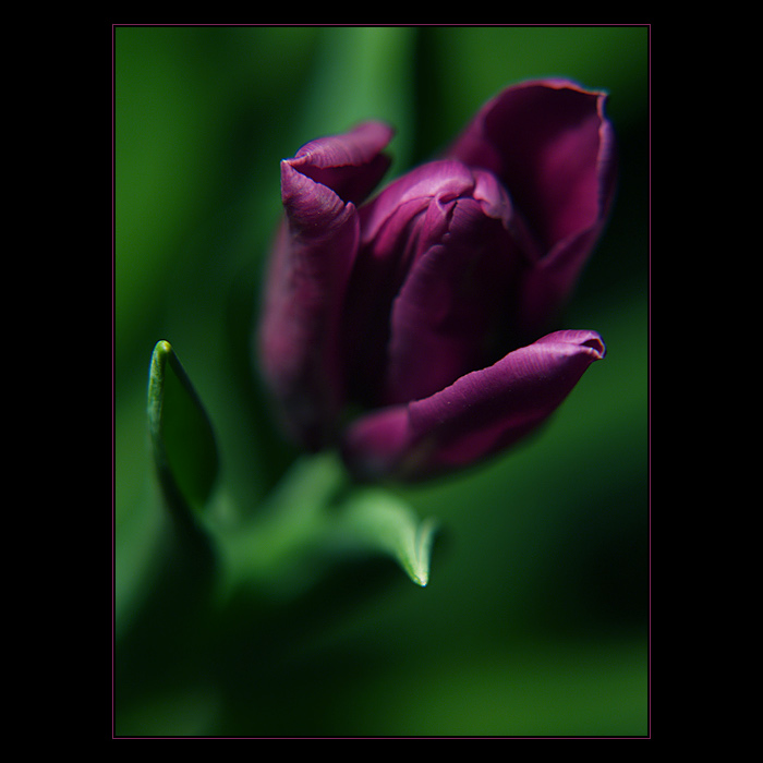 ***MELANCHOLIA***