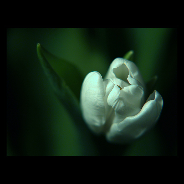 ***MELANCHOLIA III.***