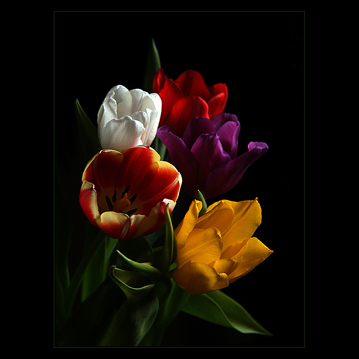 ***TULIPÁNY***