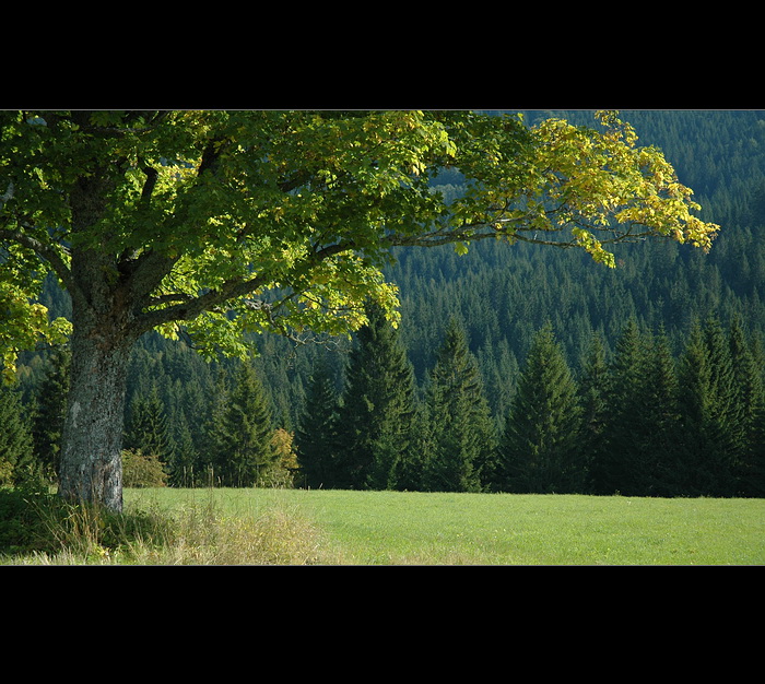Šumavské pohlednice    Nad Vydrou