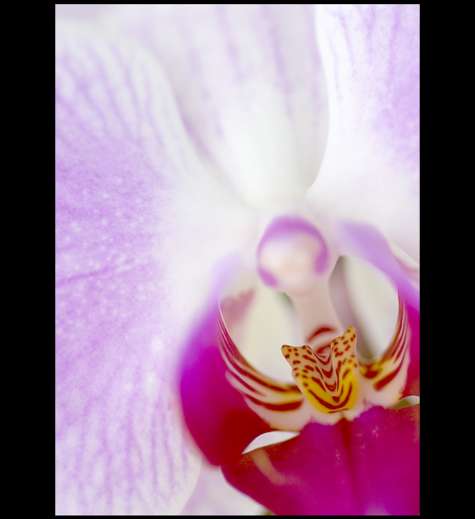 Orchidea