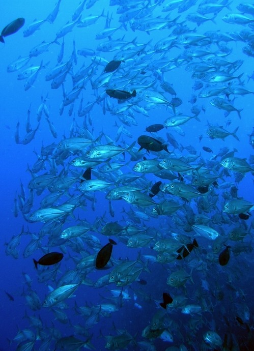 Blue Corner