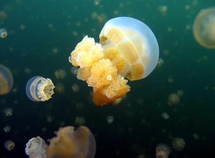 Jellyfish Lake