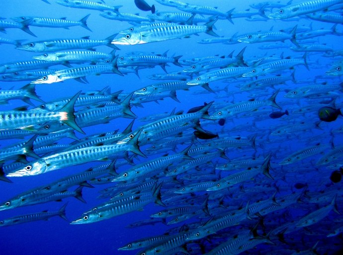 Barracudy