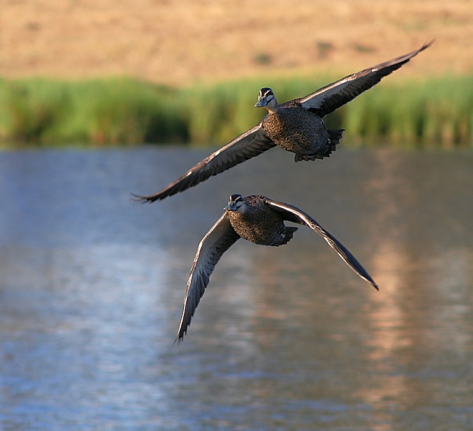 Letící kachní duo