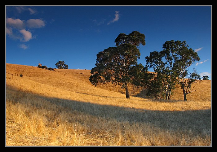 Zbytky léta na pastvinách