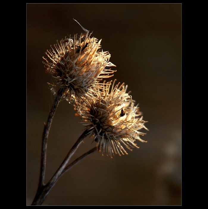 zaháčkované slunce