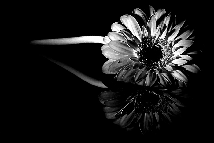 Gerbera I