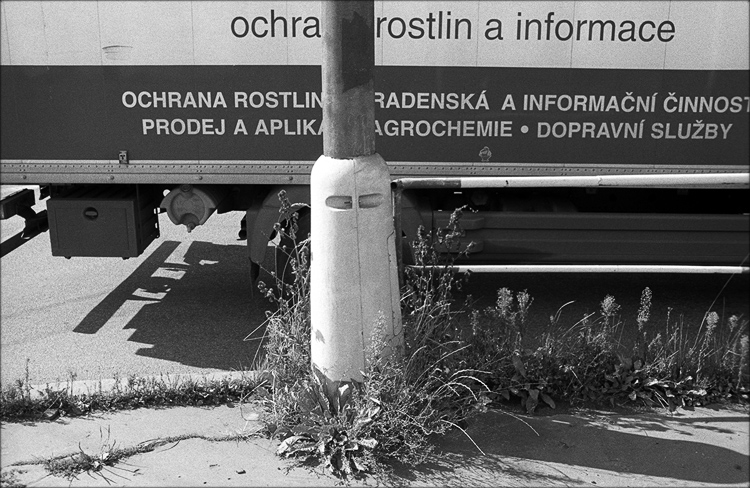 Městská květena II