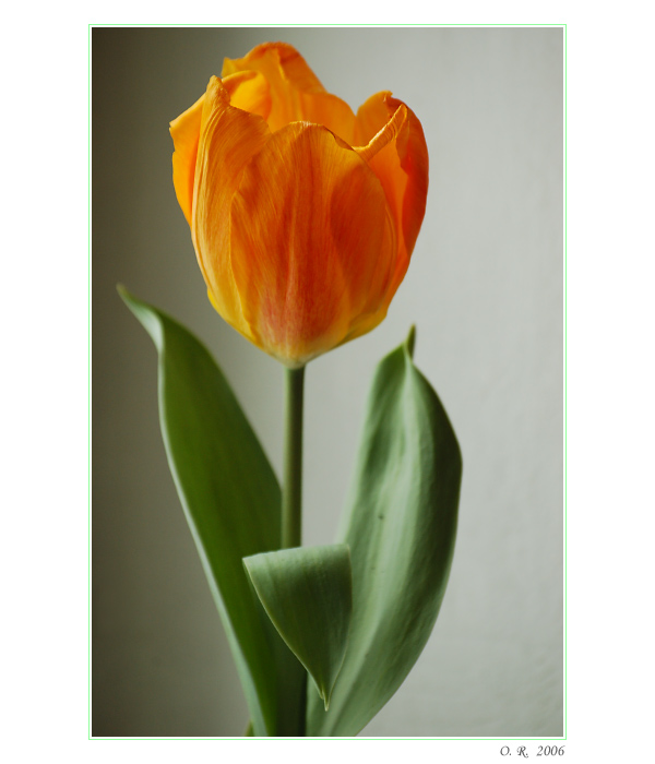 Tulipán...