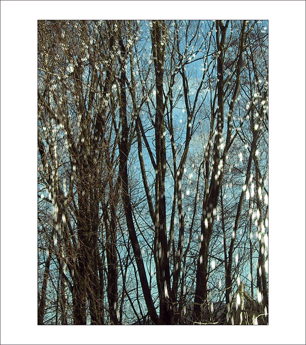 Kvete nebo sněží ?