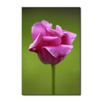 Tulipan 3