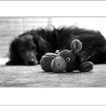 .: Utrpení domácích zviřátek :.